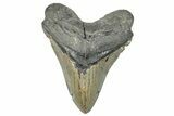 Serrated, Fossil Megalodon Tooth - North Carolina #272398-1